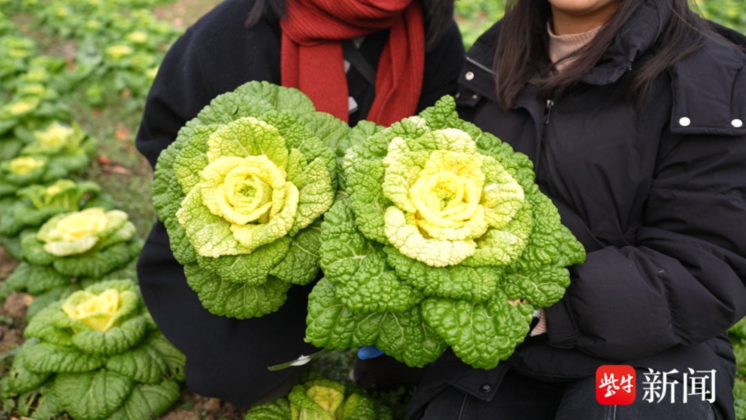 情人节来一朵“玫瑰白菜”，能赏能摘还能直接涮火锅