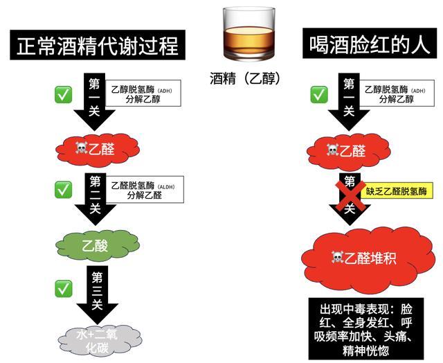 喝酒脸红的人，酒量更大？