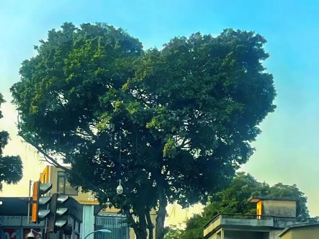 火了火了,广州这棵树太有爱了 火了火了,广州这棵树太有爱了