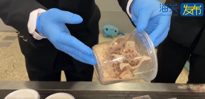 上海浦东机场截获世上最强毒物之一,活的!网友:带来上海想干嘛? 上海浦东机场截获世上最强毒物之一,活的!网友:带来上海想干嘛?