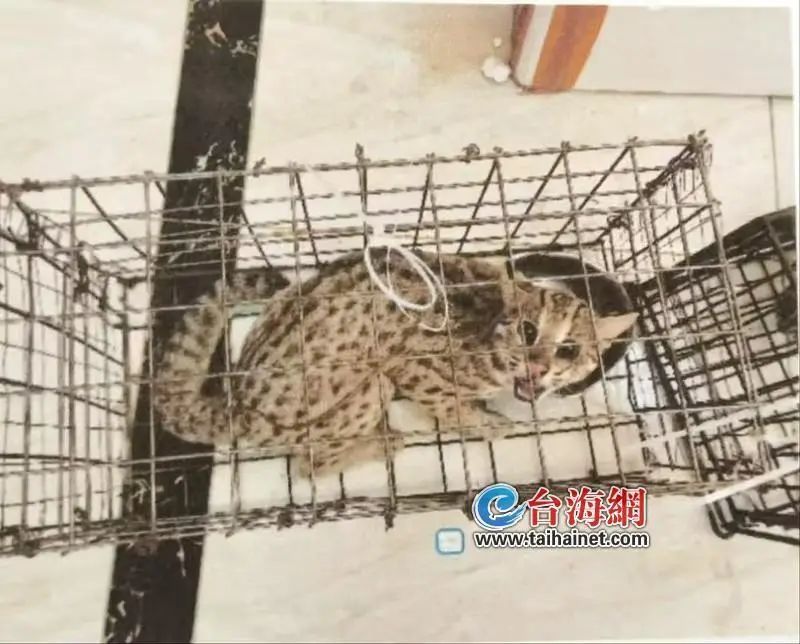 厦门：59只豹猫上餐桌？7人被判刑！