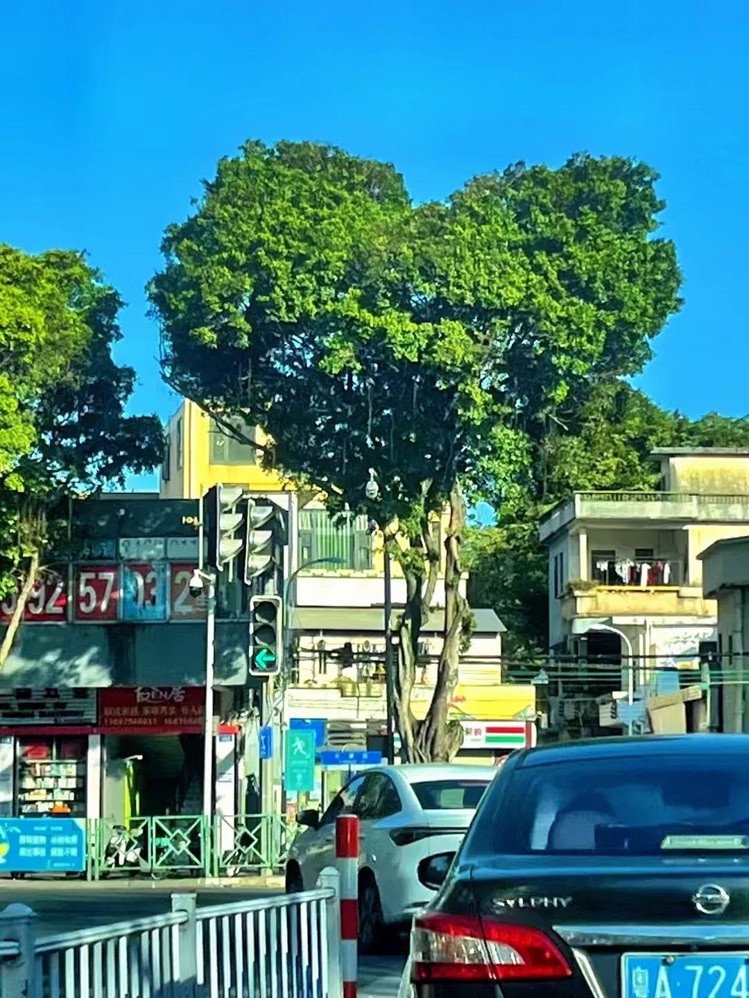 火了火了,广州这棵树太有爱了 火了火了,广州这棵树太有爱了