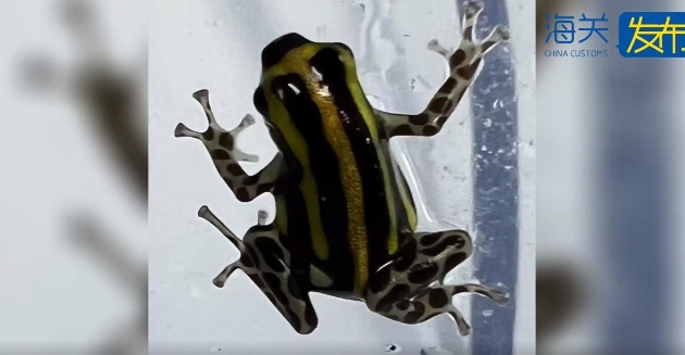 上海浦东机场截获世上最强毒物之一,活的!网友:带来上海想干嘛? 上海浦东机场截获世上最强毒物之一,活的!网友:带来上海想干嘛?