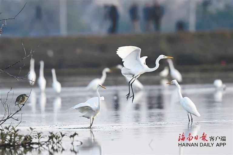 10万只次水鸟，“打卡”儋州湾