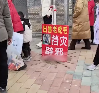 河南一动物园出售老虎毛?官方回应 河南一动物园出售老虎毛?官方回应