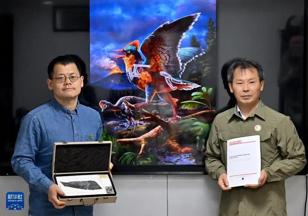 时隔160年新发现!改写鸟类演化历史 时隔160年新发现!改写鸟类演化历史