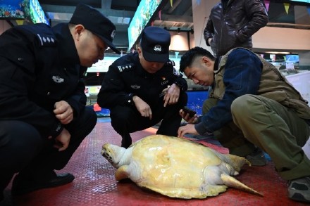 海鲜店内惊现国家一级保护动物 执法人员联合解救绿海龟