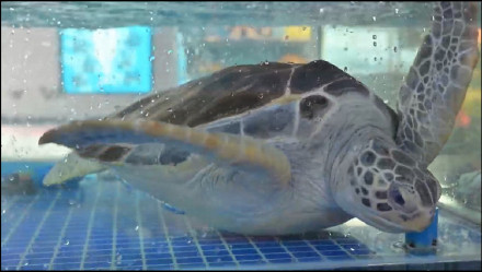 海鲜店内惊现国家一级保护动物 执法人员联合解救绿海龟