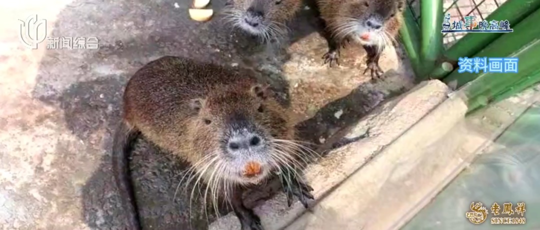 多地已发现！千万别碰，可能传染疾病