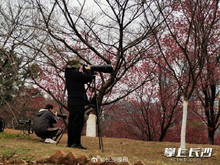 湖南省植物园早樱提前绽放 湖南省植物园早樱提前绽放