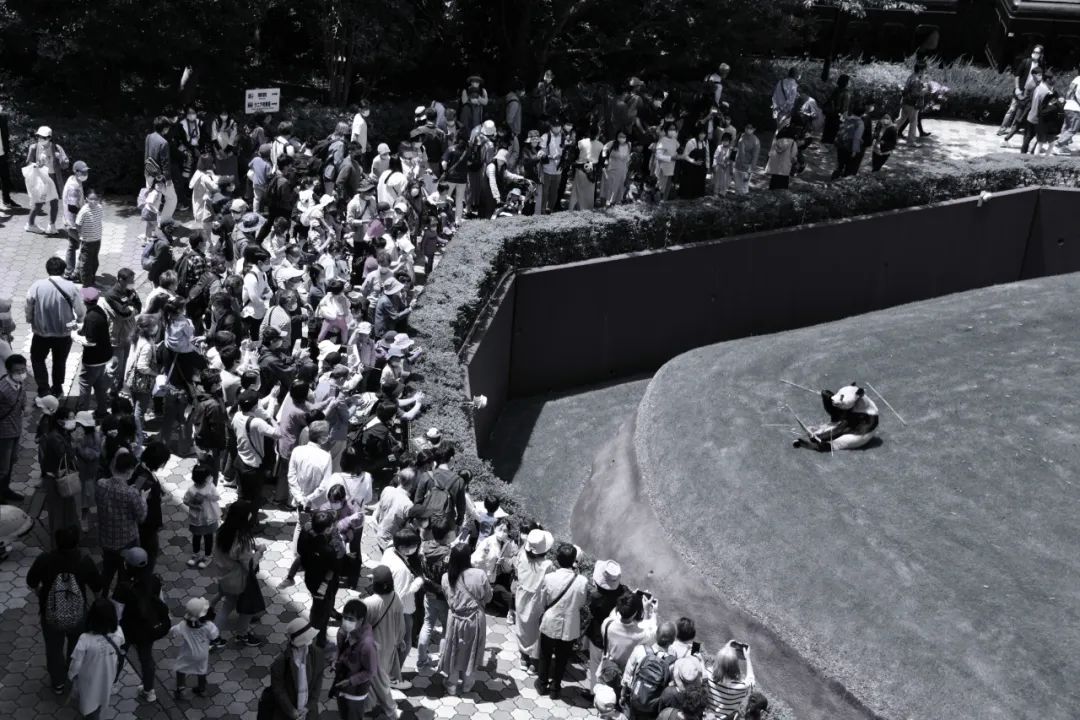 功勋大熊猫“永明”离世！黔灵山公园有它的孩子