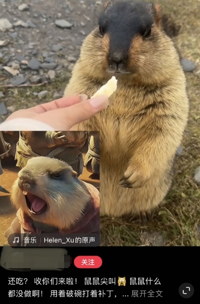 《哪吒2》带火土拨鼠！温州多家萌宠乐园有它的身影 医生提醒：保持距离！