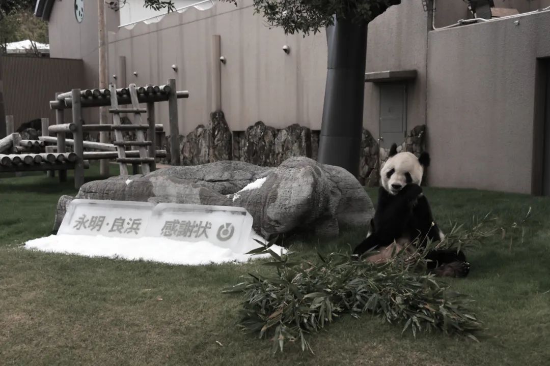 功勋大熊猫“永明”离世！黔灵山公园有它的孩子