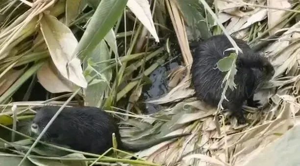 多地已发现！千万别碰，可能传染疾病