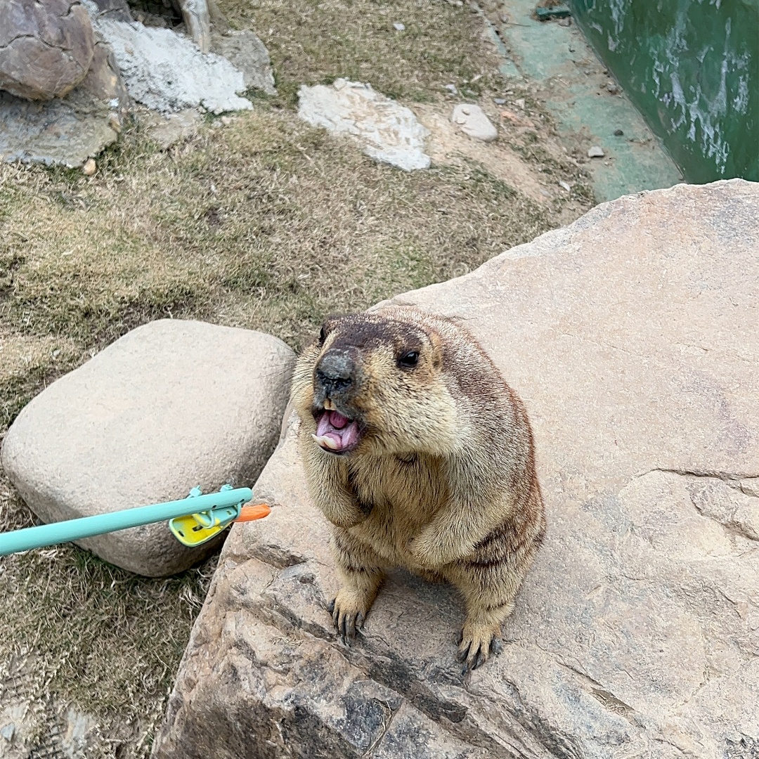 《哪吒2》带火土拨鼠！温州多家萌宠乐园有它的身影 医生提醒：保持距离！