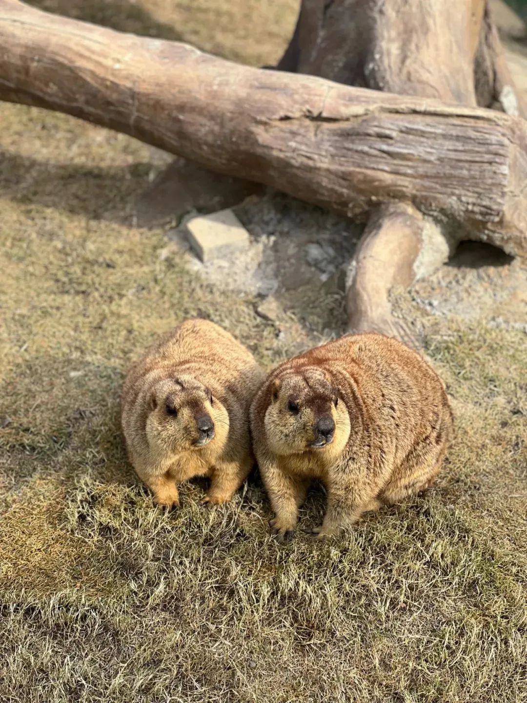 《哪吒2》带火土拨鼠！温州多家萌宠乐园有它的身影 医生提醒：保持距离！