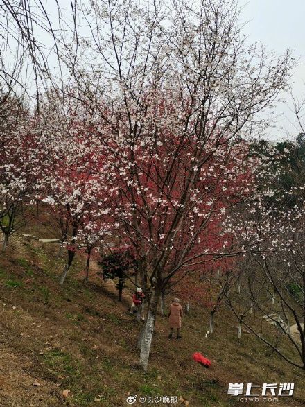 湖南省植物园早樱提前绽放 湖南省植物园早樱提前绽放