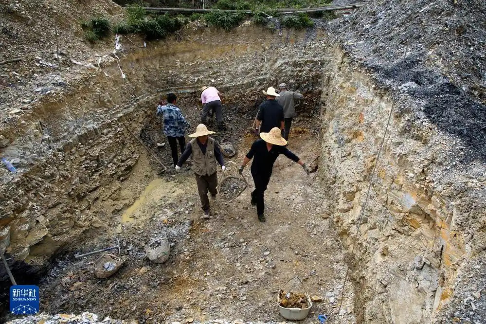 时隔160年新发现!改写鸟类演化历史 时隔160年新发现!改写鸟类演化历史