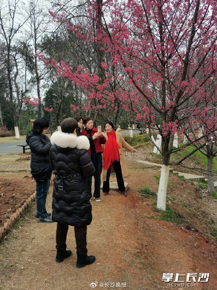湖南省植物园早樱提前绽放 湖南省植物园早樱提前绽放