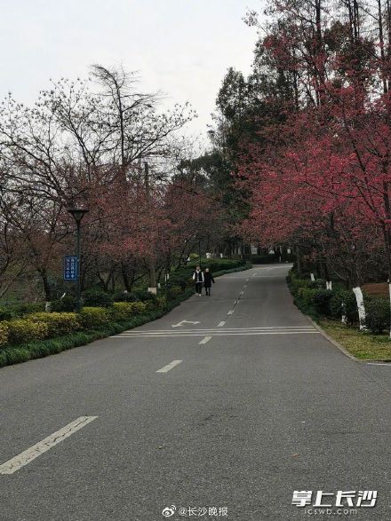 湖南省植物园早樱提前绽放 湖南省植物园早樱提前绽放