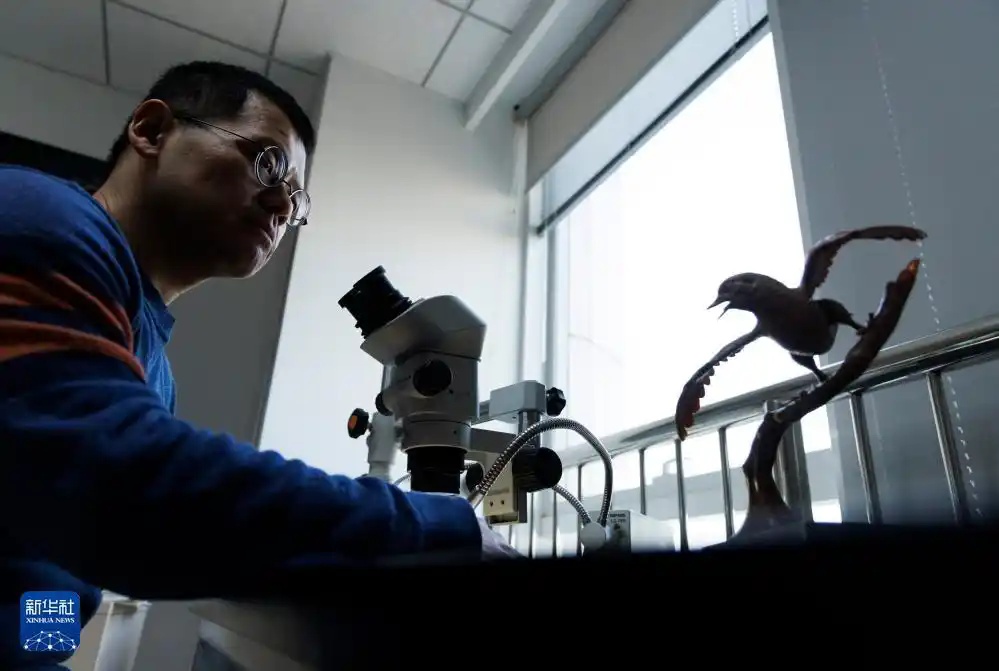 时隔160年新发现!改写鸟类演化历史 时隔160年新发现!改写鸟类演化历史