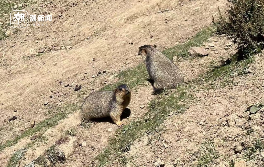 《哪吒2》带火土拨鼠！温州多家萌宠乐园有它的身影 医生提醒：保持距离！