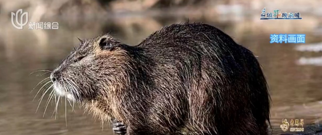多地已发现！千万别碰，可能传染疾病