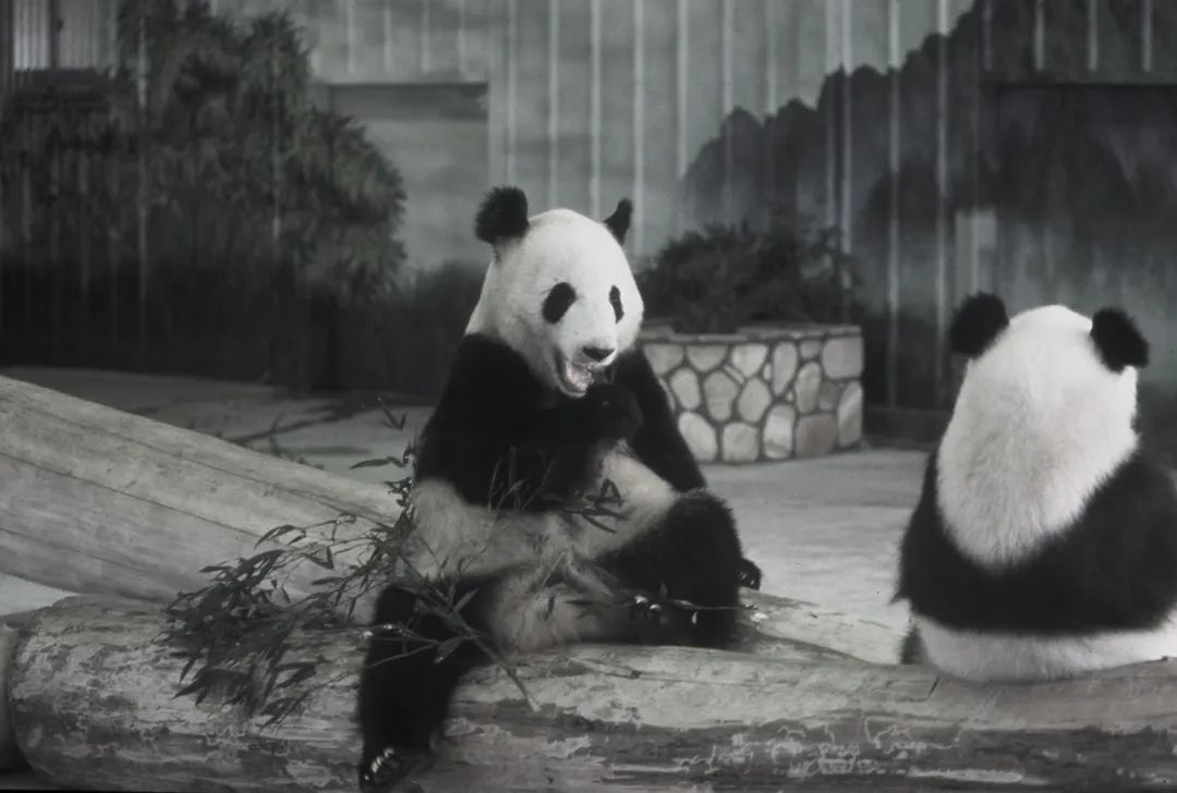 功勋大熊猫“永明”离世！黔灵山公园有它的孩子