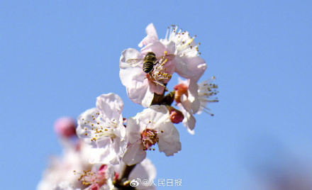 收藏美好！蜜蜂花间飞舞春天氛围感拉满