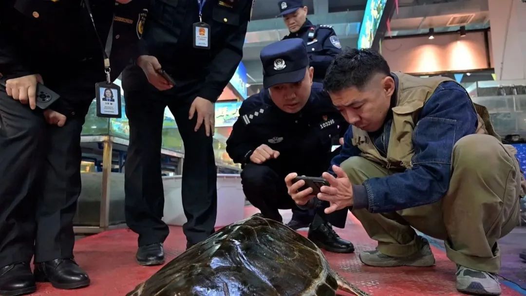 重庆南岸一海鲜店惊现国家一级保护动物绿海龟！警方+农委：出手！