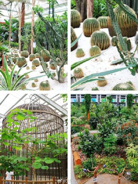 罕见！“铁树”开花！北京治愈系“植物王国”，入眼即风景——