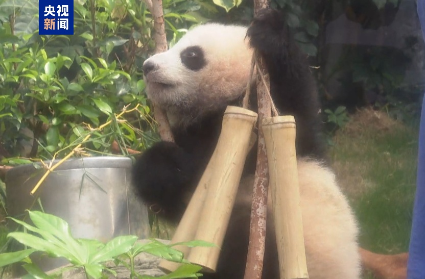 香港海洋公园举行大熊猫龙凤胎命名比赛