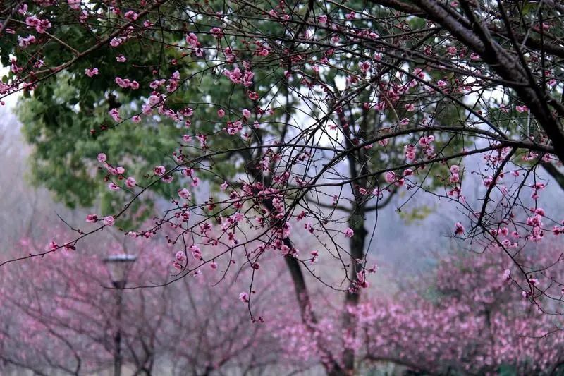 接下来的几个月！《秦岭赏花指南》帮你划重点→