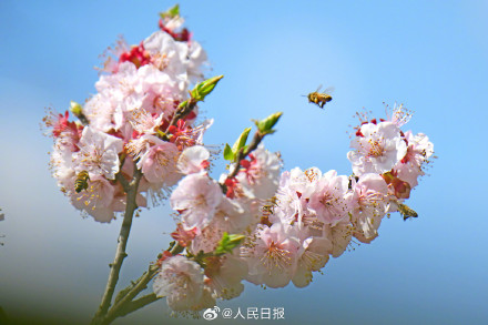 收藏美好！蜜蜂花间飞舞春天氛围感拉满