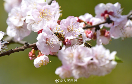 收藏美好！蜜蜂花间飞舞春天氛围感拉满