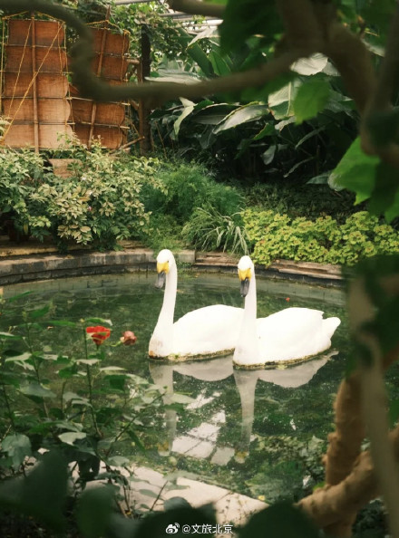 罕见！“铁树”开花！北京治愈系“植物王国”，入眼即风景——