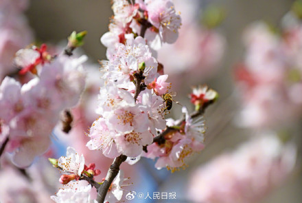 收藏美好！蜜蜂花间飞舞春天氛围感拉满