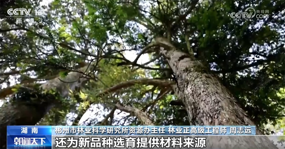 多点发力加强古树名木认知和保护 让“绿色瑰宝”枝繁叶茂