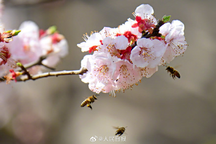 收藏美好！蜜蜂花间飞舞春天氛围感拉满