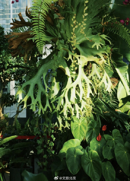 罕见！“铁树”开花！北京治愈系“植物王国”，入眼即风景——