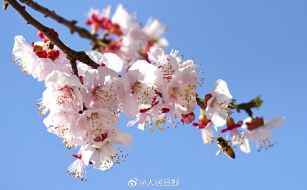 收藏美好！蜜蜂花间飞舞春天氛围感拉满