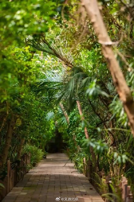 罕见！“铁树”开花！北京治愈系“植物王国”，入眼即风景——