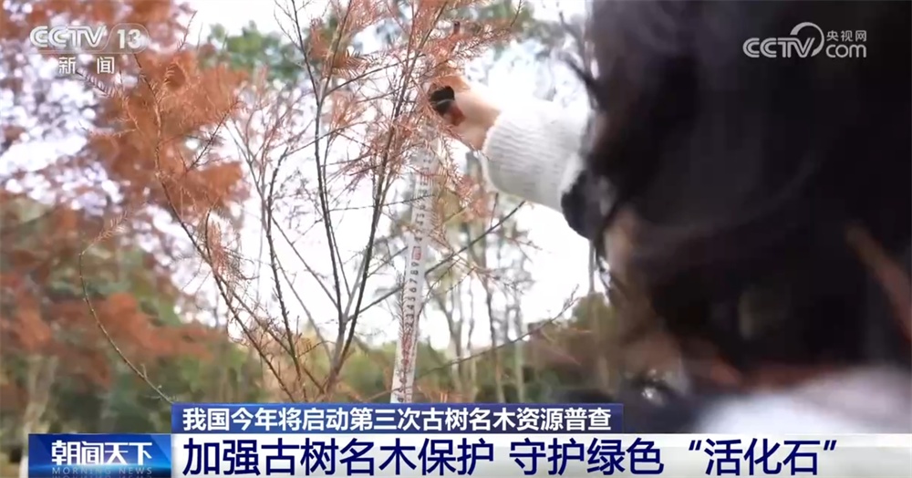 多点发力加强古树名木认知和保护 让“绿色瑰宝”枝繁叶茂