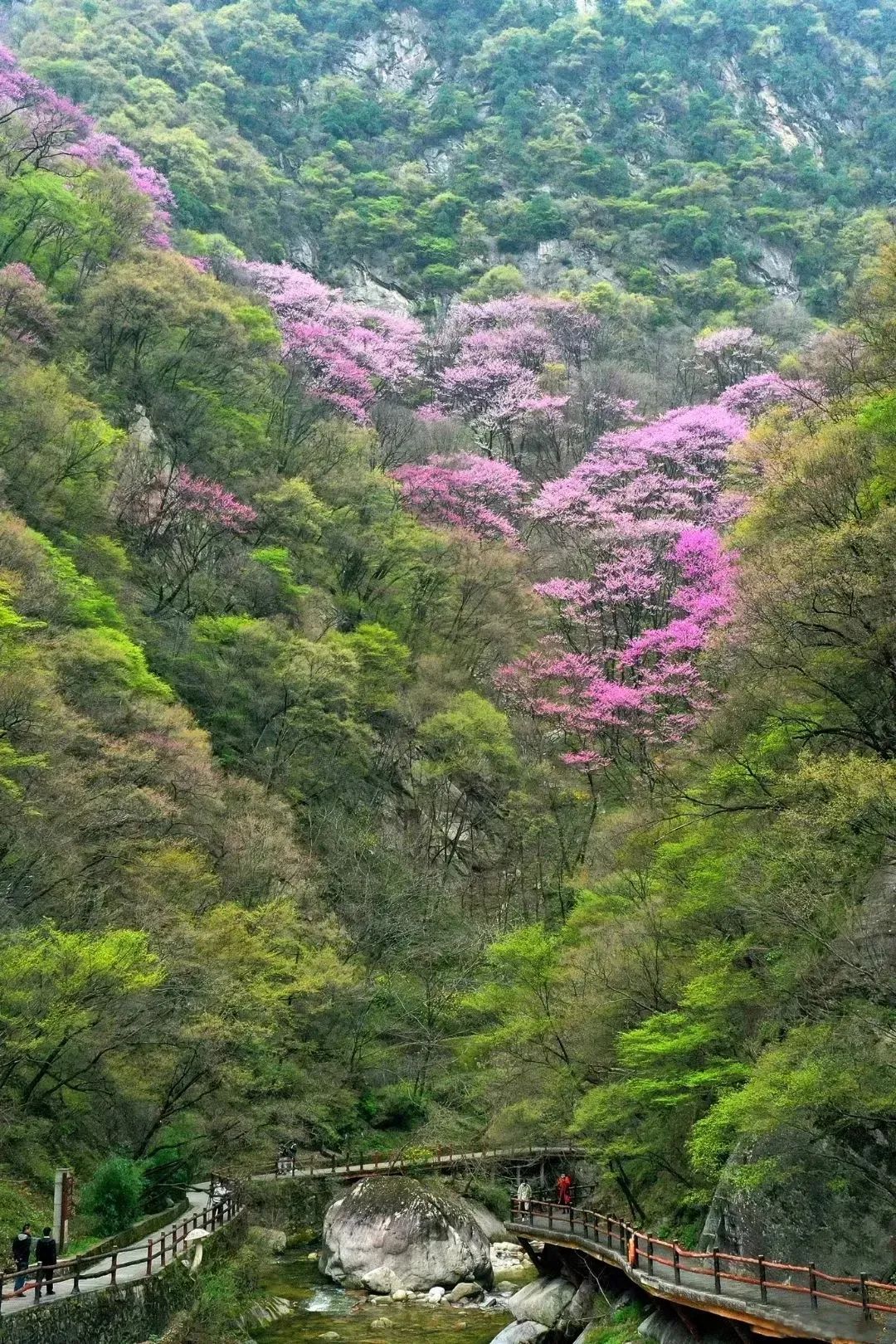 接下来的几个月！《秦岭赏花指南》帮你划重点→