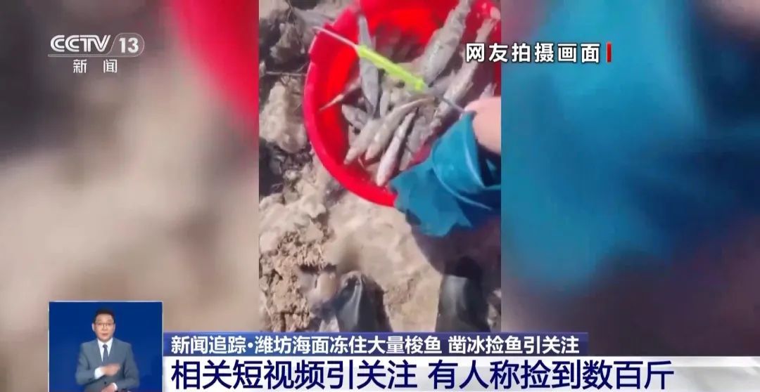 山东一地海面冻住大量梭鱼！有人称捡到几百斤……
