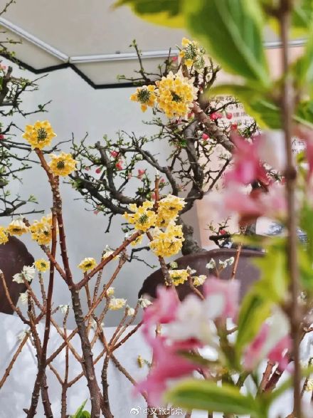 罕见！“铁树”开花！北京治愈系“植物王国”，入眼即风景——