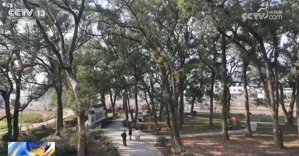 多点发力加强古树名木认知和保护 让“绿色瑰宝”枝繁叶茂