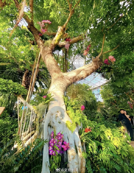 罕见！“铁树”开花！北京治愈系“植物王国”，入眼即风景——