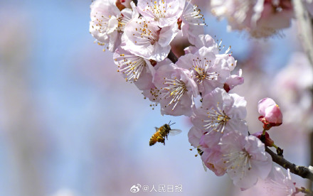 收藏美好！蜜蜂花间飞舞春天氛围感拉满