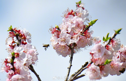 收藏美好！蜜蜂花间飞舞春天氛围感拉满